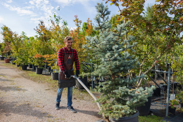 Bagley, MN Tree Services Company